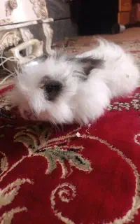 خرگوش بالغ لپ عروسکی زیبا