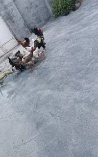 مرغ