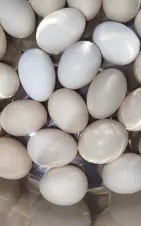 تخم مرغ محلی