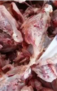 ضایعات مرغ