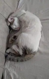 واگذاری مادر گربه با بچه هاش