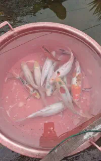 فروش ماهی کوی مناسب برکه و آبنما