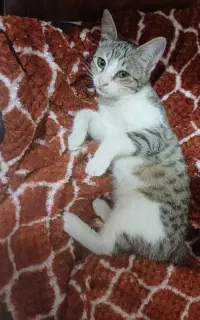 واگذاری گربه ۳ ماهه