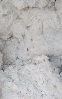 پنبه