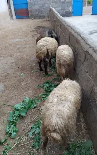 آدرس روستای قدیم خان
