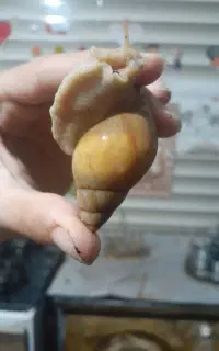 انواع حلزون های طبی و کلکسیونی به صورت تک و پک