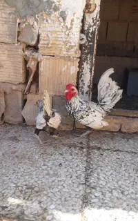 مرغ خروس سبرایت