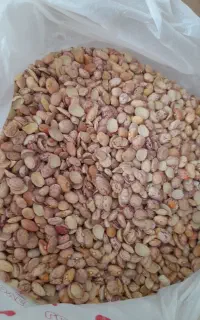 لوبیا چیتی