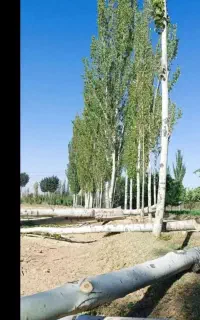 خریدار انواع چوب درخت