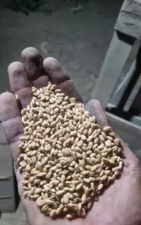 گندم بذری آزادگان و داریون بوجاری شده