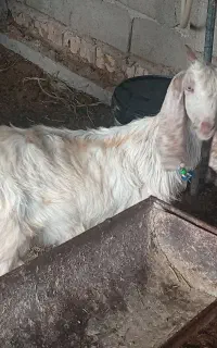 بزغاله ماده