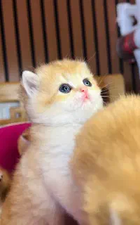 خاص ترین گربه های گلد صورت تدی