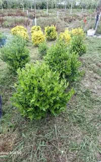 گل یاس هلندی وشمشاد