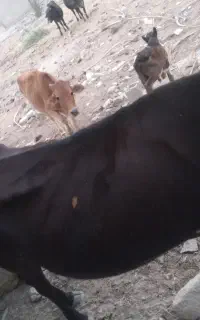 گاو ماده و بچش