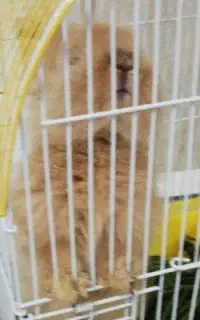 فروش خرگوش (لوپ) خوشگل