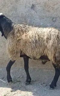 بره نر جوان و چاق ، گوسفند نر