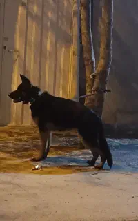 سگ ژرمن اصیل