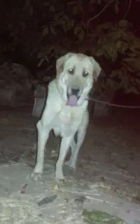سگ سرابی اصل نسب دار دو ساله
