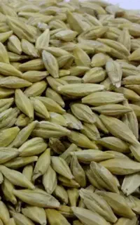 جو فروش