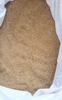 بذر یونجه