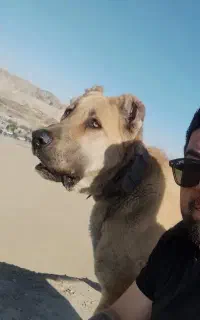 یک قلاده توله 14ماهه