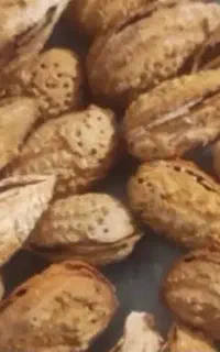 بادام کاغذی خشک امساله