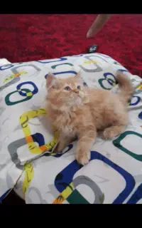 بچه گربه پرشین اصیل
