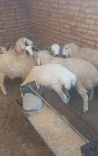 فروش گوسفند