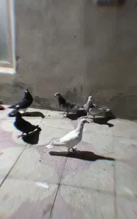 کبوتر پلاکی