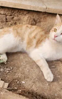 یک عددگربه خانگی
