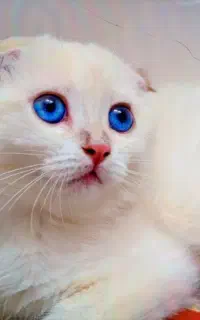 گربه اسکاتیش واگذاری