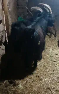 نر بز