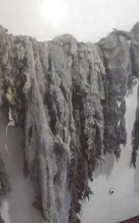 پشم گوسفند
