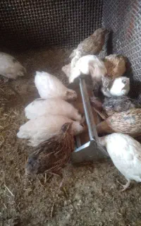 بلدرچین
