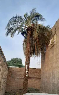 بریدن نخل قطع درخت درآوردن ریش سمپاشی هرس تمیز نخل