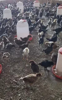فروش جوجه گلپایگانی یک ماهه