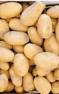 سیب زمینی اردبیل درجه یک