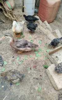 مرغابی