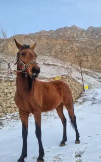 مادیان