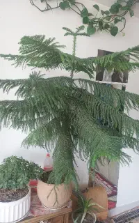 گل مطبق بسیار زیبا و سرحال