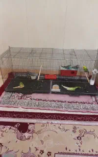 پرنده وقفس