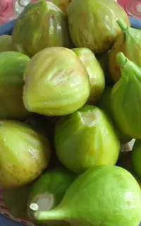 انجیر سفید