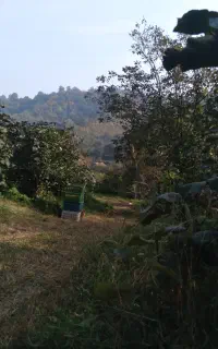 کیوی چینی