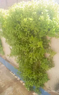 گل یخ
