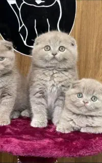 فروشگاه گربه های اصیل ( پرشین بریتیش اسکاتیش )