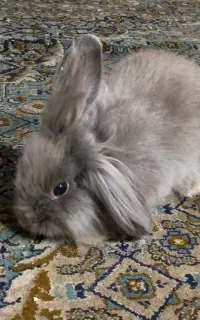 خرگوش لوپ رنگ خاص