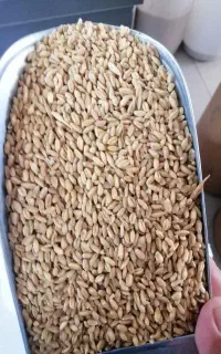 گندم