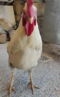 مرغ و خروس