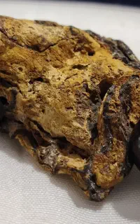 شهاب سنگ و فسیل