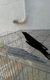 گمشده